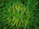 Coral of the Genus Fungia