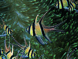 Cardinal Fishes of the Banggai