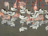 Reflection of Avocets and Flamingos in Water  Ngorongoro Crater  Ngorongoro Conservation Area