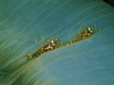 A Coralliform (Amplexidiscus Fenestrafer) and Two Shrimps (Pliopontonia Furtiva)