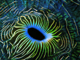 Bivalve of the Tridacna Genus