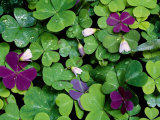 Wood Sorrel Plants