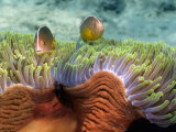 Two Skunk Anemone Fish and Indian Bulb Anemone