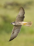 Close-up of a Lanner Falcon Flying  Lake Manyara  Arusha Region  Tanzania