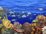 School of Fish Swimming Near a Reef
