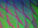 Parrot Fish (Scarus Gibbus)