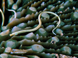 Needle Fish of the Corals (Syokunichthys Nigrolineatus)