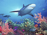 Low Angle View of a Shark Swimming Underwater  Indo-Pacific Ocean
