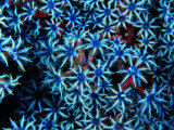 Antozoa