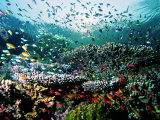 Madreporic Formation at Sipadan Island with Thousands of Little Chromis and Pseudanthias Fishes