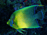 Crescent Angel Fish (Pomacanthus)