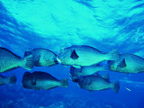 Buffalo Fish (Bolbometopon Muricatum)