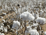 Close-up of Cotton Plants in a Field  Wellington  Texas  USA