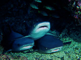 White Fin Sharks of the Reef (Trianodon Obesus)