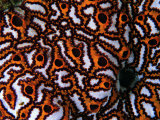 Colonial Sea Squirt