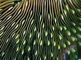 Coral of the Genus Fungia