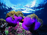 Sea Anemones (Heteractis Magnifica) and Clown Fish (Amphiprion Nigripes)