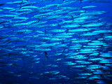 A Shoal of Black-Tail Barracudas (Sphyraena Qenie)
