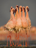 Flock of Eight Flamingos Wading in Water  Lake Nakuru  Kenya