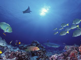 School of Fish Swimming Near a Reef  Galapagos Islands  Ecuador