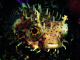 Bridled Burrfish (Chilomycterus Antennatus)