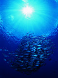 A Shoal of Jack Crevalle Crevalle Jack Fishes (Caranx Sexfasciatus)