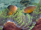 Two Skunk Anemone Fish and Indian Bulb Anemone