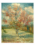 Peach Blossoming (Souvenir De Mauve)