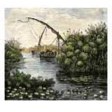 Papyrus Growing Along the Nile  Original Paper of the Ancient Egyptians