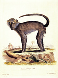 Color Lithographs with African Animals