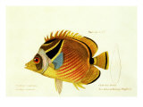 Color Lithographs with Fishes