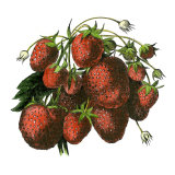 Strawberry  Forest Rose Variety