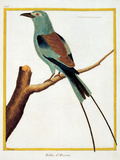 Color Lithographs with African Animals
