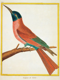 Color Lithographs with African Animals
