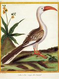 Color Lithographs with African Animals