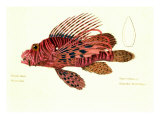 Color Lithographs with Fishes