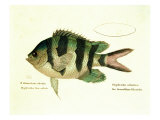 Color Lithographs with Fishes