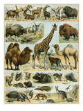 Mammals of Arid Regions