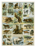 Some Wild Animals of the World
