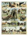 Some Wild Animals of the World
