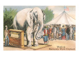 Barnum's White Elephant on Scale