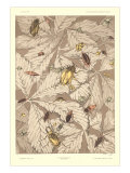 Beetles on Leaves