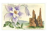 Columbine  Garden of the Gods