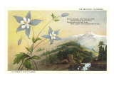 Columbine and Mountain