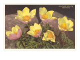 Sulfur-Yellow Anemones