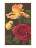 Rose Varieties