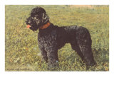 Black Standard Poodle on Grass