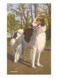 Borzoi
