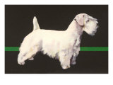 Skye Terrier and German Shepherd
