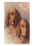Two Bloodhounds